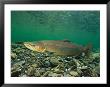 Male Salmon Changes From Silver To Rust Color by Paul Nicklen Limited Edition Print