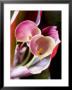 Calla Lily (Zantedeschia) by Jana Liebenstein Limited Edition Pricing Art Print