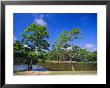 The Little River At Claude D Kelly State Park In Monroe County, Southern Alabama, Usa by Robert Francis Limited Edition Print