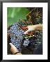 Vineyard Worker Harvesting Bunch Of Grenache Noir Grapes, Collioure, Languedoc-Roussillon, France by Per Karlsson Limited Edition Print