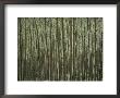 A Dense Forest Of Skinny Birch Trees by Todd Gipstein Limited Edition Print