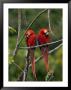 Pair Of Scarlet Macaws (Ara Macao) Perched Side By Side On Branch by Roy Toft Limited Edition Print