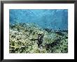 Shallow Top Of The Reef Is Nursery For Young Fish, Sabah, Malaysia, Southeast Asia by Lousie Murray Limited Edition Print