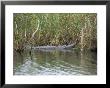 Alligator, Anhinga Trail, Everglades National Park, Florida, Usa by Fraser Hall Limited Edition Print
