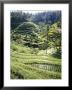 Terraced Rice Fields, Bali, Indonesia, Southeast Asia by Robert Harding Limited Edition Print