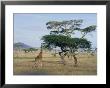 Giraffe, Serengeti National Park, Tanzania, East Africa, Africa by Robert Francis Limited Edition Print