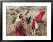 Berber Women Harvesting Near Maktar, The Tell, Tunisia, North Africa, Africa by David Beatty Limited Edition Print