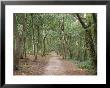 Path Through The Forest In Summer, Avon, England, United Kingdom by Michael Busselle Limited Edition Print