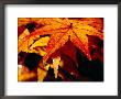 Water Droplets On Maple Leaves In Autumn, Kyoto, Japan by Frank Carter Limited Edition Print