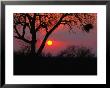 African Sunset, Kruger National Park, Kruger National Park, Mpumalanga, South Africa by Carol Polich Limited Edition Print