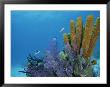 Fish Swim Near Colorful Sponges, Tunicates, And Bryozoans by Brian J. Skerry Limited Edition Print