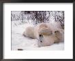 Polar Bear In Churchill, Manitoba, Canada by Dee Ann Pederson Limited Edition Pricing Art Print