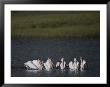 White Pelicans Encircling Fish On Yellowstone Lake by Raymond Gehman Limited Edition Print