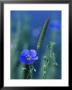 Wild Blue Flax (Linus Perenne Lewisii), Grand Teton National Park, Wyoming by James Hager Limited Edition Print