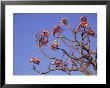 Frangipani Tree, Thailand by Rick Strange Limited Edition Pricing Art Print