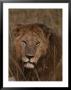 A Portrait Of An African Lion by Jodi Cobb Limited Edition Print
