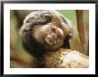 A Black Tufted-Ear Marmoset Clings To A Tree Branch by Joel Sartore Limited Edition Print