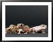 Female Leopard Geckos At The Sunset Zoo, Kansas by Joel Sartore Limited Edition Print