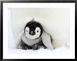 Emperor Penguin Chick, Snow Hill Island, Weddell Sea, Antarctica, Polar Regions by Thorsten Milse Limited Edition Print