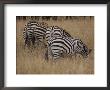 Common Zebras Graze On An African Savanna by Jodi Cobb Limited Edition Print