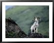 A Dalls Sheep On A Rock In Chugach State Park by Chris Johns Limited Edition Print