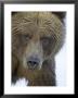Grizzly Bear, Portrait Of Adult Female, Alaska by Mark Hamblin Limited Edition Print