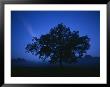 Tree On A Summer Night by Mattias Klum Limited Edition Pricing Art Print