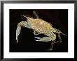 A Juvenile Blue Crab Snapping Its Claws In Self-Defense by George Grall Limited Edition Print