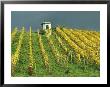 Vineyard In Autumn Near Lake Zurich by David Pluth Limited Edition Pricing Art Print