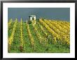 Vineyard In Autumn Near Lake Zurich by David Pluth Limited Edition Print