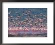 Flock Of Lesser Flamingo, Lake Nakuru, Kenya by Anup Shah Limited Edition Pricing Art Print
