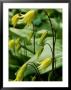 Erythronium Pagoda (Adders Tongue) by Mark Bolton Limited Edition Pricing Art Print