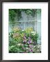 Summer Window Box, Petunia, Osteopermum, Window, Shutter, Lace Curtain by Lynne Brotchie Limited Edition Print