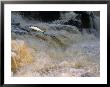 Leaping Salmon In The Ballysadare River In Ireland by Paul Nicklen Limited Edition Print