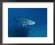 A Barracuda Fish by Wolcott Henry Limited Edition Print