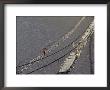 A Hunzukut Woman Crosses A Footbridge Over The Hunza River, Constructed Of Tied Juniper Branches by Jonathan Blair Limited Edition Print