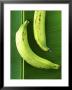 Two Plantains On A Banana Leaf by Armin Zogbaum Limited Edition Print
