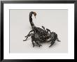 Emperor Scorpion At The Lincoln Children's Zoo, Nebraska by Joel Sartore Limited Edition Pricing Art Print