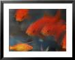 Gold Fish by Bruce Ando Limited Edition Print