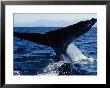 Blue Whale, Flukes, Baja California, Mexico by Gerard Soury Limited Edition Print