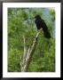 A Crow Perched On An Old Dead Tree Snag by Klaus Nigge Limited Edition Print