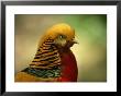Close View Of A Golden Pheasant by Joel Sartore Limited Edition Pricing Art Print