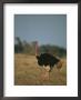 An Ostrich On A Plain In Kenyas Masai Mara National Reserve by Roy Toft Limited Edition Print