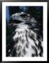 Red-Tailed Hawk Sticks Out Its Tongue by George Herben Limited Edition Print