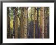 Woodland View Of A Stand Of Birch Trees by Raul Touzon Limited Edition Print