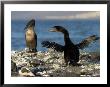 A Flightless Comorant Flaps Its Wings On Fernandina Island by Ralph Lee Hopkins Limited Edition Print