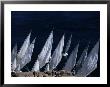 Fellucas Sailing, Aswan, Egypt by Izzet Keribar Limited Edition Pricing Art Print