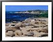 Young Northern Elephant Seals, Ano Nuevo State Reserve, California, Usa by Brent Winebrenner Limited Edition Pricing Art Print