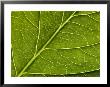 Close View Of A Hydrangea Leaf, Groton, Connecticut by Todd Gipstein Limited Edition Print