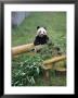 Panda In Chongquing City Zoo, Chongquing City, Chongquing, China by Gavin Hellier Limited Edition Pricing Art Print